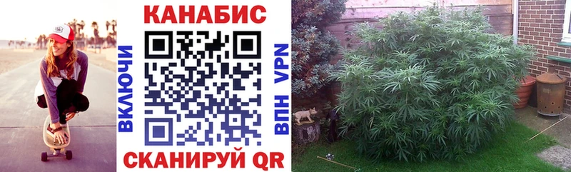 Канабис гибрид  Нарткала 